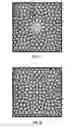 Fig. 14 - Chainmail Sponge