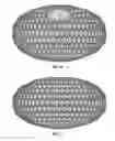 Fig. 22 - Chainmail Sponge