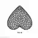 Fig. 28 - Chainmail Sponge