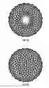 Fig. 34 - Chainmail Sponge