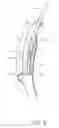 Fig. 05 - Laryngoscope