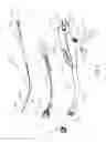 Fig. 06 - Atraumatic stapling head features for circular surgical stapler