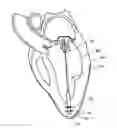 Fig. 01 - Adjustable Heart Valve Implant