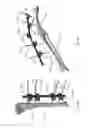 Fig. 52 - External fixator assembly