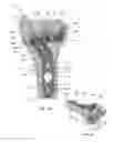 Fig. 02 - Wrist stabilization systems