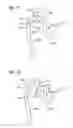 Fig. 07 - Apparatus and method for recording digital images and presenting 3D models of a body lumen