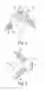 Fig. 03 - Implant for bone fixation