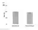 Fig. 07 - Drug Delivery Systems