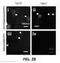 Fig. 05 - Degradable Microparticles for Protein and Small Molecule Delivery