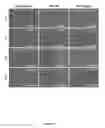 Fig. 25 - TUNABLE POLYMERIC COMPOSITE COATING FOR CONTROLLED RELEASE