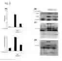 Fig. 09 - Pharmaceutical composition for preventing or treating arthritis or inflammatory disease containing 2-methoxy-4-(3-(4-methoxyphenyl)propyl-1-en-1-yl)phenol as active ingredient