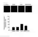 Fig. 09 - COMPOSITION INCLUDING 3-BROMO-4,5-DIHYDROXYBENZALDEHYDE COMPOUND AS EFFECTIVE COMPONENT FOR PROTECTING AND TREATING SKIN CELL AGANIST ULTRAVIOLET