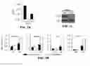 Fig. 06 - METHODS AND MATERIALS FOR PROMOTING BONE FORMATION