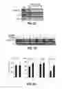 Fig. 08 - METHODS AND MATERIALS FOR PROMOTING BONE FORMATION
