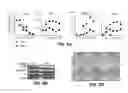 Fig. 16 - METHODS AND MATERIALS FOR PROMOTING BONE FORMATION