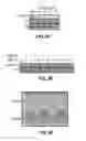 Fig. 23 - METHODS AND MATERIALS FOR PROMOTING BONE FORMATION