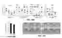 Fig. 24 - METHODS AND MATERIALS FOR PROMOTING BONE FORMATION