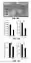 Fig. 30 - METHODS AND MATERIALS FOR PROMOTING BONE FORMATION