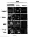 Fig. 02 - Pharmaceutical composition for treating cancer and a method of using the same
