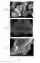 Fig. 05 - METHOD FOR PREPARING MULTIFUNCTIONAL NATURAL GEL AND NATURAL POWDER BY USING MINERAL-BASED SOMATIDS CONTAINED IN NATURAL MINERAL
