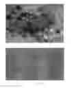 Fig. 44 - METHOD FOR PREPARING MULTIFUNCTIONAL NATURAL GEL AND NATURAL POWDER BY USING MINERAL-BASED SOMATIDS CONTAINED IN NATURAL MINERAL