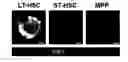 Fig. 01 - KAI1 PROTEIN CONTROLLING CELL CYCLE OF HEMATOPOIETIC STEM CELL, AND USE THEREOF