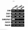 Fig. 03 - KAI1 PROTEIN CONTROLLING CELL CYCLE OF HEMATOPOIETIC STEM CELL, AND USE THEREOF