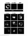 Fig. 04 - KAI1 PROTEIN CONTROLLING CELL CYCLE OF HEMATOPOIETIC STEM CELL, AND USE THEREOF