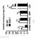 Fig. 12 - KAI1 PROTEIN CONTROLLING CELL CYCLE OF HEMATOPOIETIC STEM CELL, AND USE THEREOF