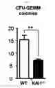 Fig. 13 - KAI1 PROTEIN CONTROLLING CELL CYCLE OF HEMATOPOIETIC STEM CELL, AND USE THEREOF