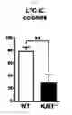 Fig. 14 - KAI1 PROTEIN CONTROLLING CELL CYCLE OF HEMATOPOIETIC STEM CELL, AND USE THEREOF