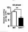Fig. 16 - KAI1 PROTEIN CONTROLLING CELL CYCLE OF HEMATOPOIETIC STEM CELL, AND USE THEREOF