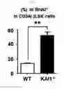 Fig. 18 - KAI1 PROTEIN CONTROLLING CELL CYCLE OF HEMATOPOIETIC STEM CELL, AND USE THEREOF