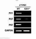 Fig. 19 - KAI1 PROTEIN CONTROLLING CELL CYCLE OF HEMATOPOIETIC STEM CELL, AND USE THEREOF