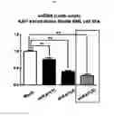 Fig. 22 - KAI1 PROTEIN CONTROLLING CELL CYCLE OF HEMATOPOIETIC STEM CELL, AND USE THEREOF