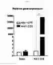 Fig. 23 - KAI1 PROTEIN CONTROLLING CELL CYCLE OF HEMATOPOIETIC STEM CELL, AND USE THEREOF