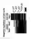 Fig. 25 - KAI1 PROTEIN CONTROLLING CELL CYCLE OF HEMATOPOIETIC STEM CELL, AND USE THEREOF
