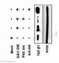 Fig. 30 - KAI1 PROTEIN CONTROLLING CELL CYCLE OF HEMATOPOIETIC STEM CELL, AND USE THEREOF