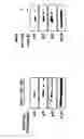 Fig. 33 - KAI1 PROTEIN CONTROLLING CELL CYCLE OF HEMATOPOIETIC STEM CELL, AND USE THEREOF