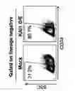 Fig. 35 - KAI1 PROTEIN CONTROLLING CELL CYCLE OF HEMATOPOIETIC STEM CELL, AND USE THEREOF
