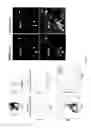 Fig. 52 - KAI1 PROTEIN CONTROLLING CELL CYCLE OF HEMATOPOIETIC STEM CELL, AND USE THEREOF