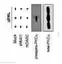 Fig. 55 - KAI1 PROTEIN CONTROLLING CELL CYCLE OF HEMATOPOIETIC STEM CELL, AND USE THEREOF
