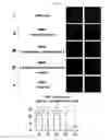 Fig. 66 - KAI1 PROTEIN CONTROLLING CELL CYCLE OF HEMATOPOIETIC STEM CELL, AND USE THEREOF