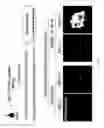 Fig. 69 - KAI1 PROTEIN CONTROLLING CELL CYCLE OF HEMATOPOIETIC STEM CELL, AND USE THEREOF
