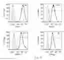 Fig. 07 - Method for enhancing insulin like growth factor 1 receptor expression of mesenchymal stem cell, method for isolating mesenchymal stem cell, and use of mesenchymal stem cell