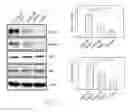 Fig. 31 - Method for enhancing insulin like growth factor 1 receptor expression of mesenchymal stem cell, method for isolating mesenchymal stem cell, and use of mesenchymal stem cell