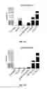 Fig. 02 - RECOMBINANT ONCOLYTIC VIRUSES AND USES THEREOF