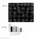 Fig. 13 - Method for treating eye diseases with a fusion protein of a tissue-penetrating peptide and anti-vascular endothelial growth factor