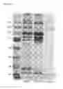 Fig. 19 - Compositions for remodeling extracellular matrix and methods of use thereof
