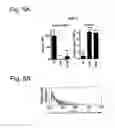 Fig. 08 - COMPOSITIONS AND METHODS RELATED TO GRAFT VERSUS HOST DISEASE AND TREATMENTS THEREOF